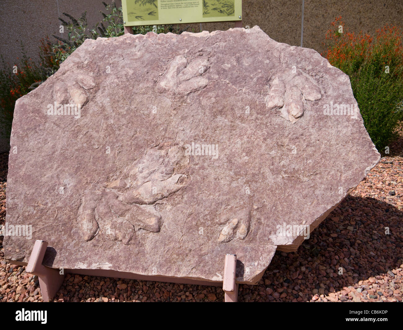 Fossil of Dinosaur footprints at Glen Canyon Dam on Lake Powell Arizona