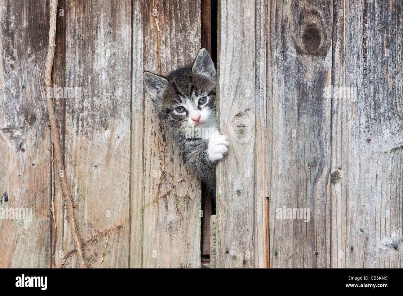 Kitten, looking out of garden shed door, Lower Saxony, Germany Stock Photo