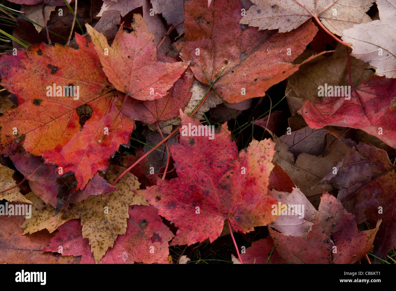 autumn colour / color Stock Photo