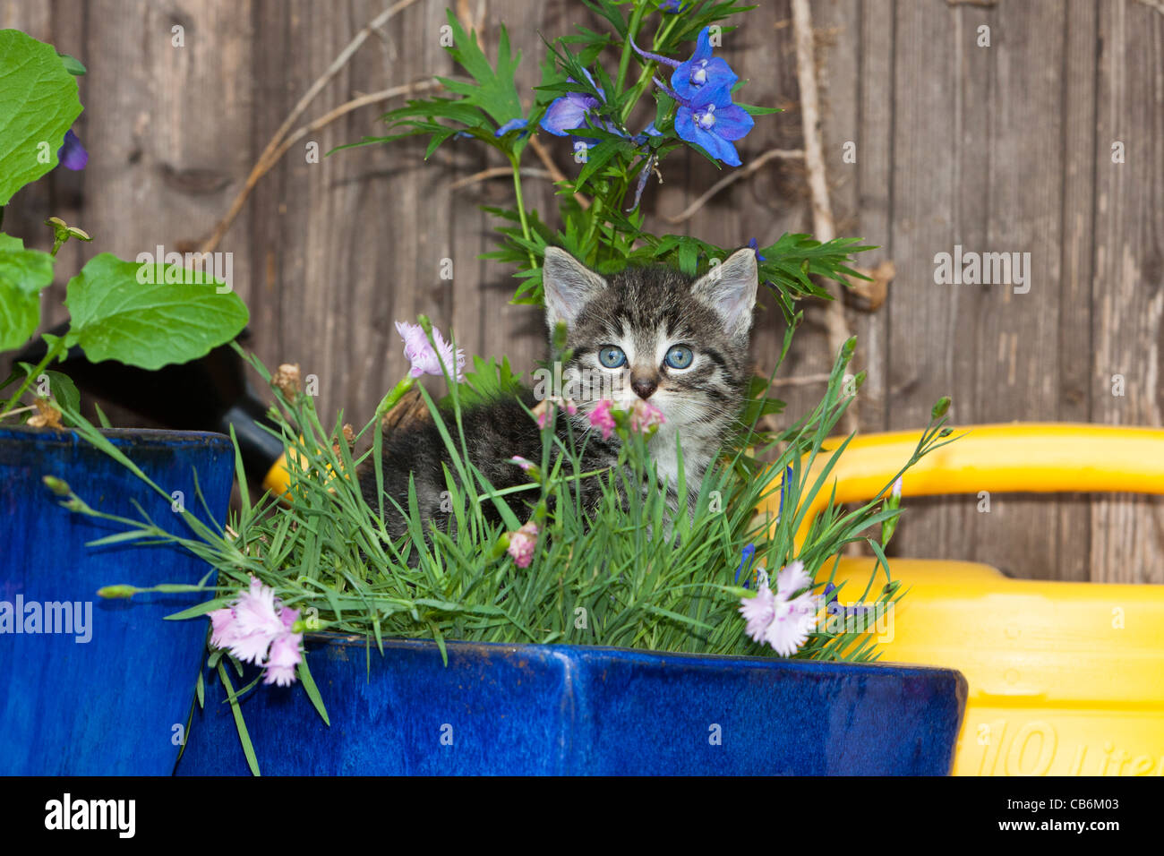 Kitten, sitting amongst flowers in plant pot, Lower Saxony, Germany Stock Photo