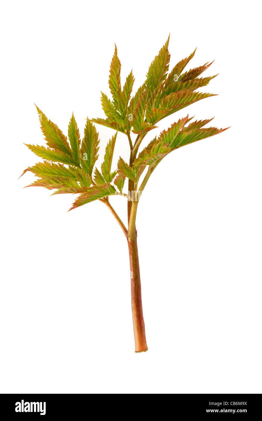 Aruncus dioicus  leaf Stock Photo