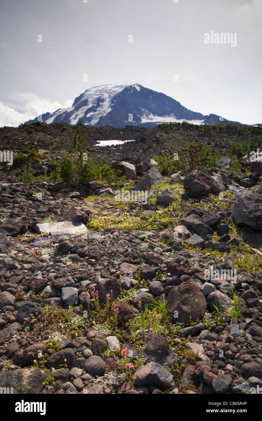 WASHINGTON Alpine meadow below the Lyman Glacier on Mount Adams