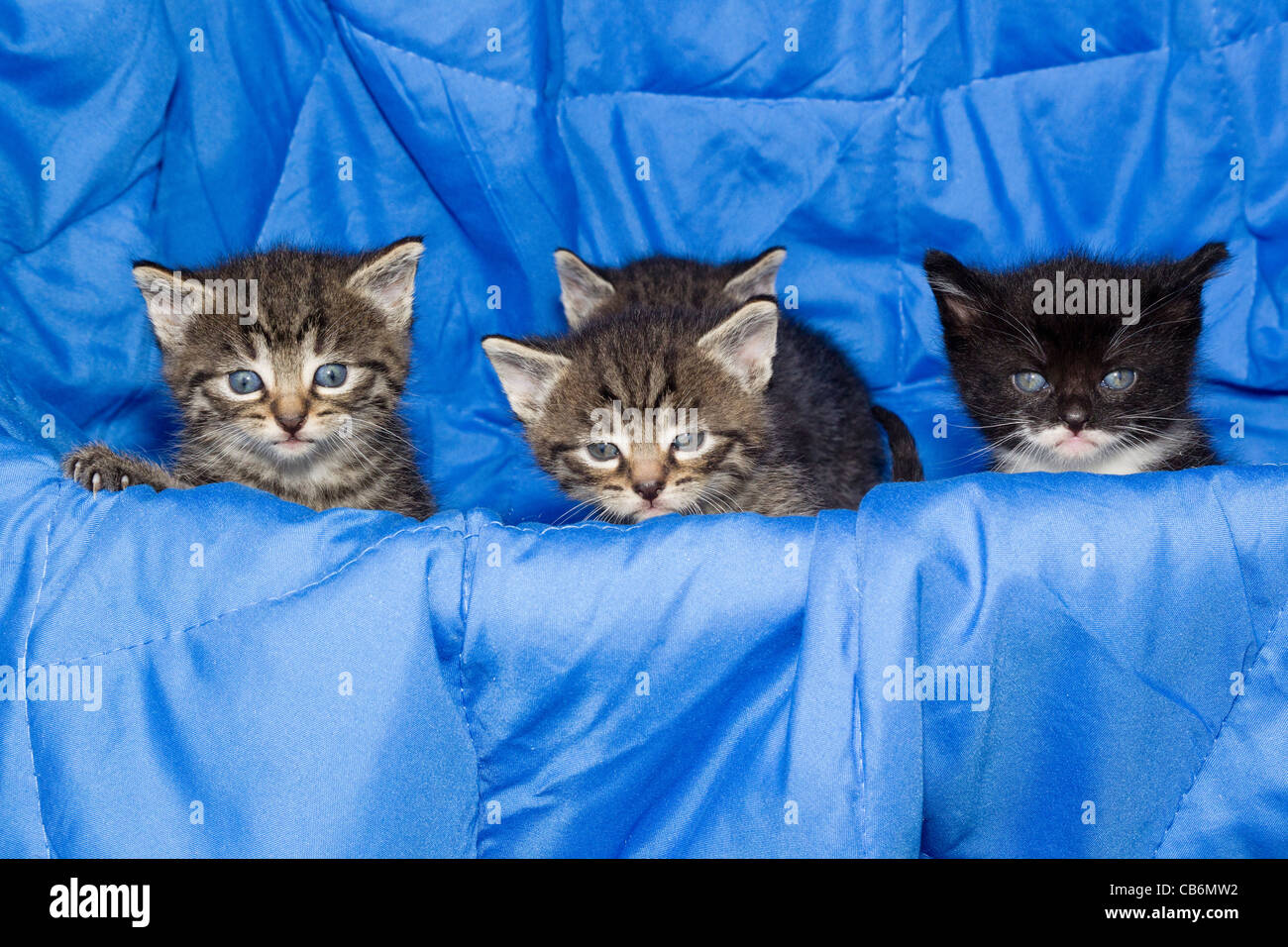 Kittens, four babies sitting together, Lower Saxony, Germany Stock Photo