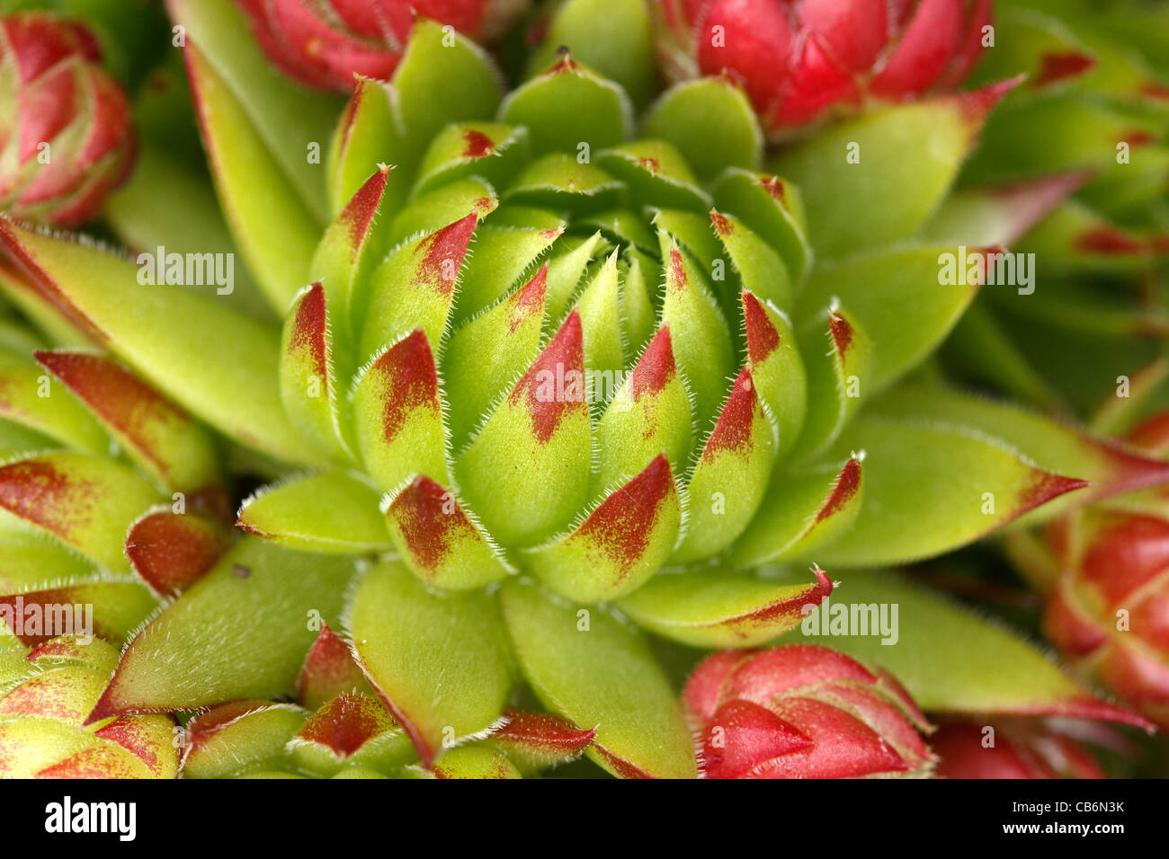Sempervivum green and red Houseleek succulent plant rosette - closeup Stock Photo
