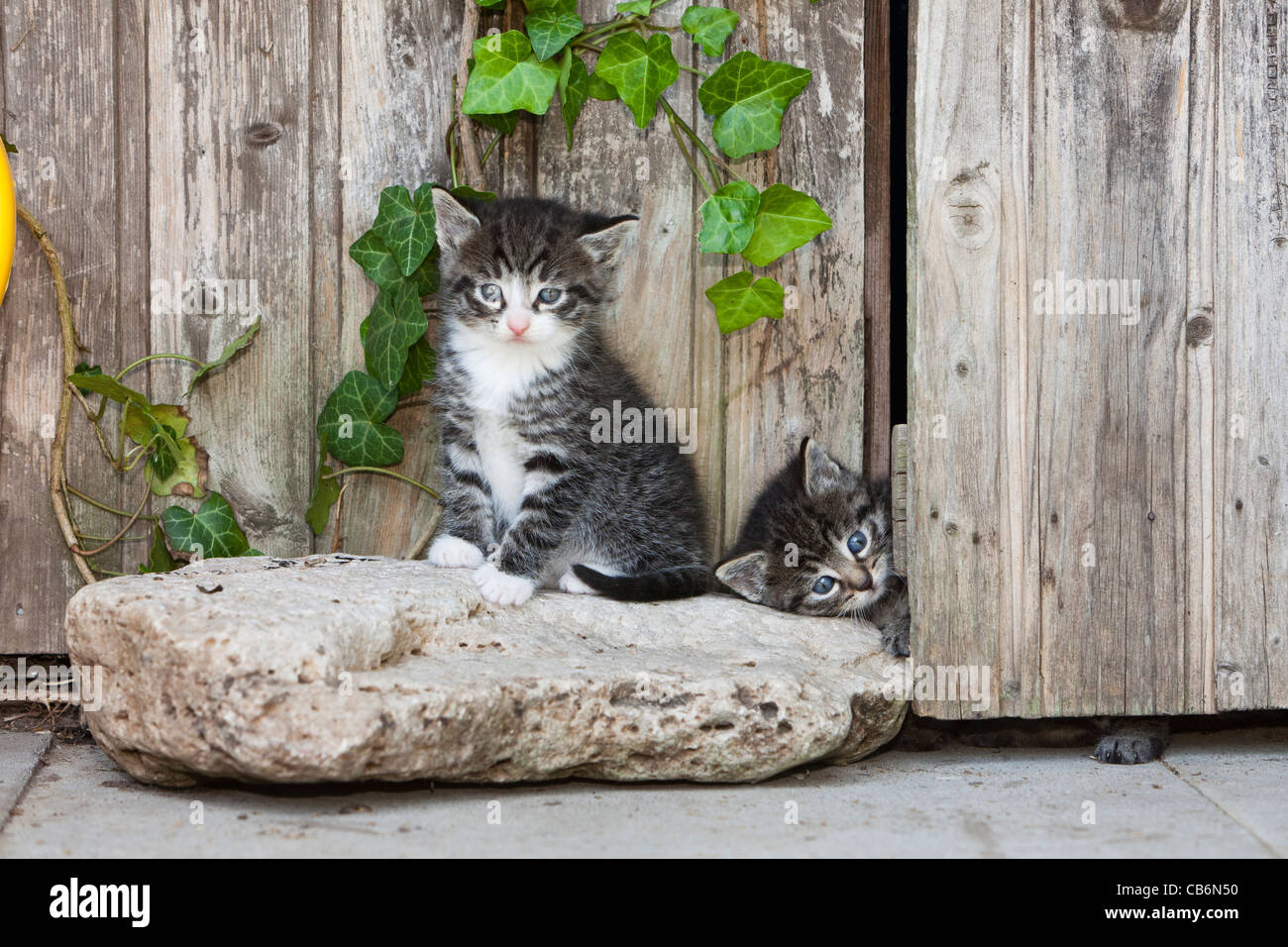Kittens, two playing inside garden shed door, Lower Saxony, Germany Stock Photo