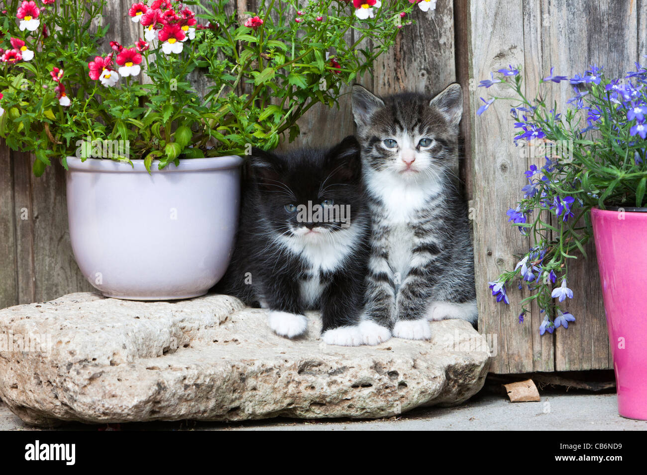 Kittens, two sitting in front of garden shed, Lower Saxony, Germany Stock Photo