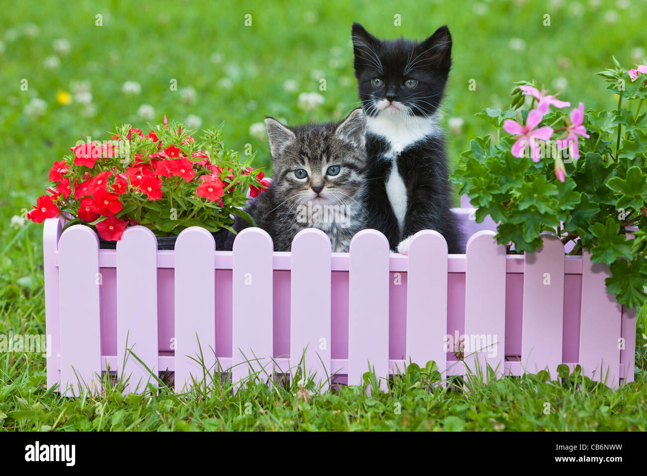 Kitten, two sitting in plant pot holder in garden, Lower Saxony, Germany Stock Photo