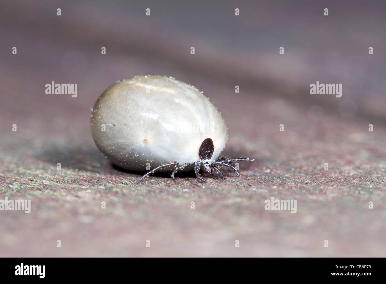 Tick (Ixodeus ricinus), mature insect gourged with blood, Lower Saxony, Germany Stock Photo