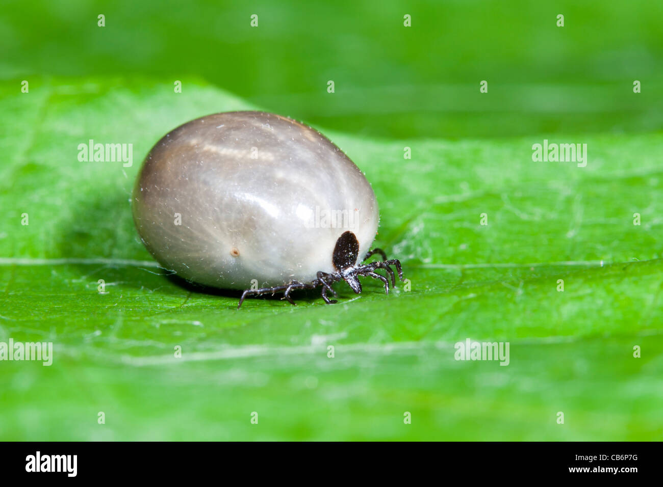 Tick (Ixodeus ricinus), mature insect gourged with blood, Lower Saxony, Germany Stock Photo