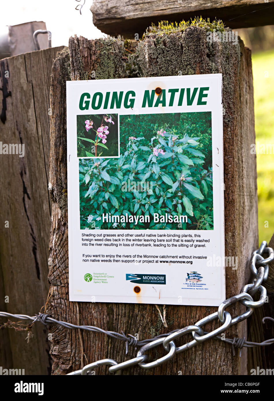 Warning poster about proliferation of Himalayan Balsam (Impatiens glandulifera) plants Monmouthshire UK Stock Photo
