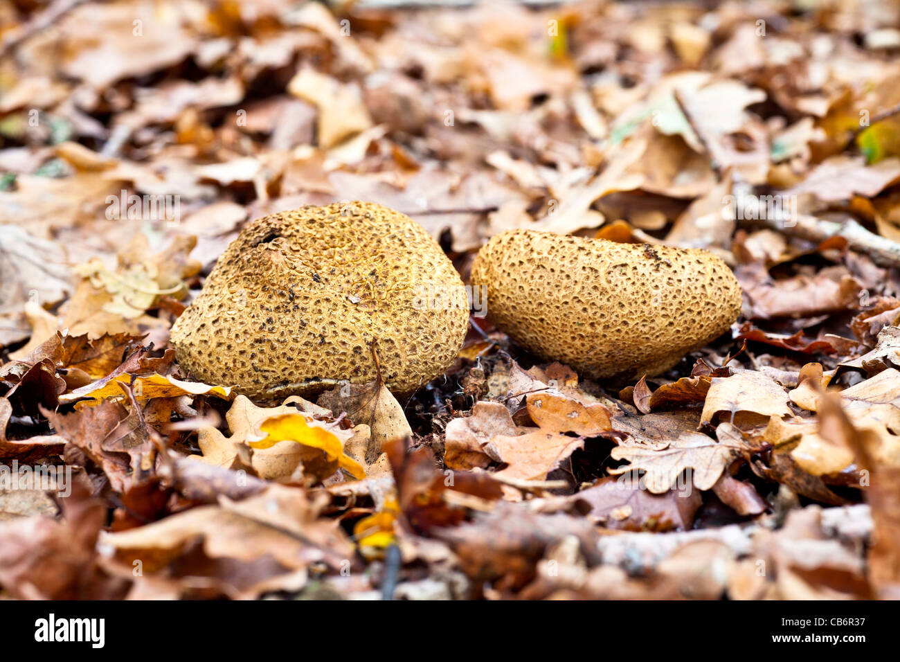 Autumn fungi - two puff balls, edible fruiting bodies (gasterothecium) on fallen English oak leaves Stock Photo