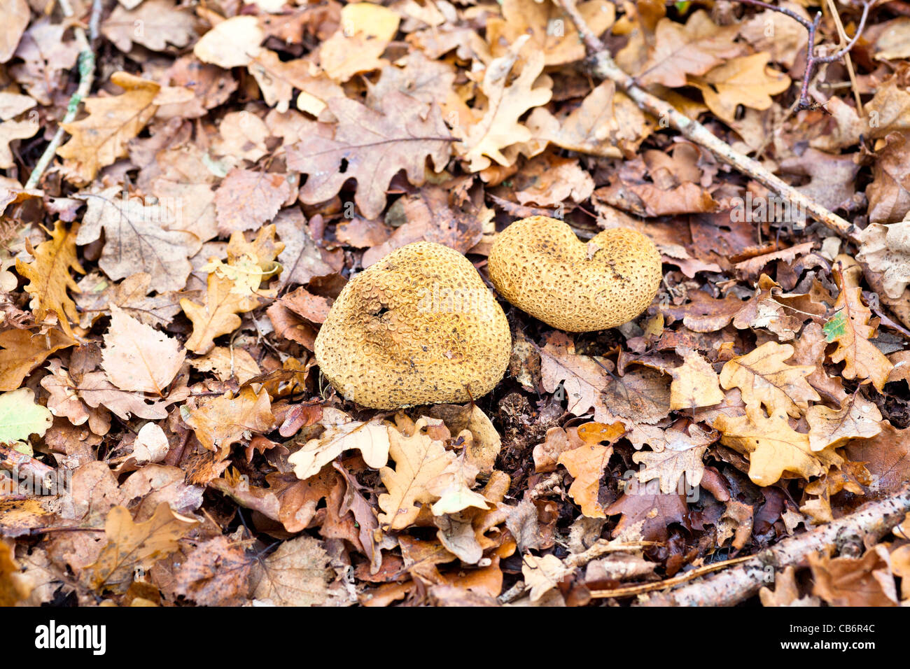Autumn fungi - two puff balls, edible fruiting bodies (gasterothecium) on brown fallen English oak leaves Stock Photo