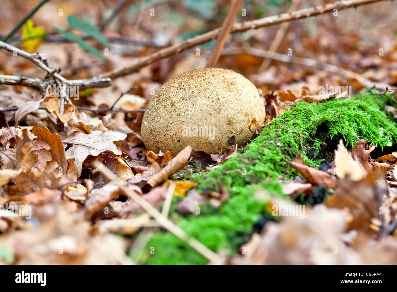 Autumn fungi - puff ball, the edible fruiting body, growing on a carpet of English oak tree leaves with green moss Stock Photo