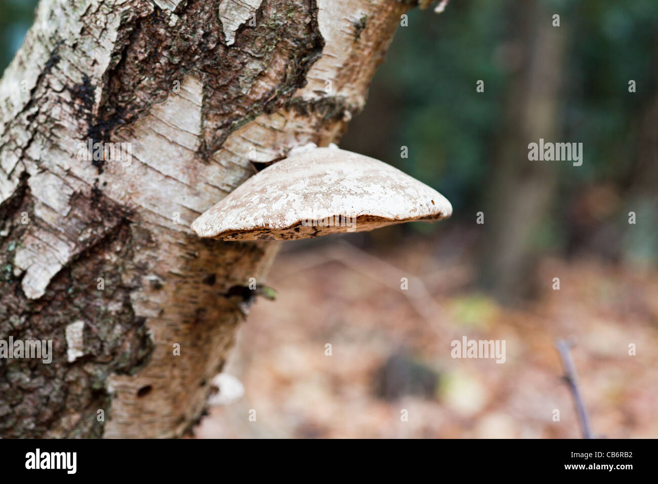 Autumn fungi fungus growing on a silver birch tree trunk in English