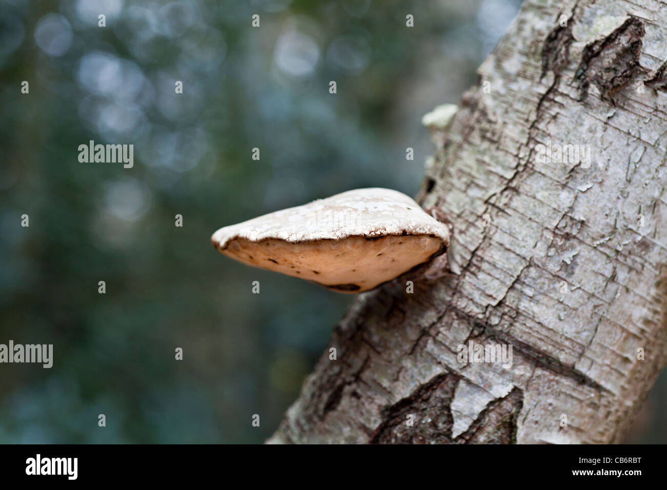 Autumn fungi tree fungus growing on a silver birch tree trunk in