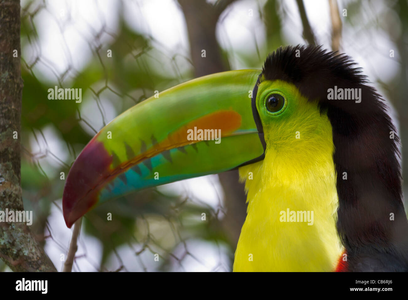 caged toucan Stock Photo
