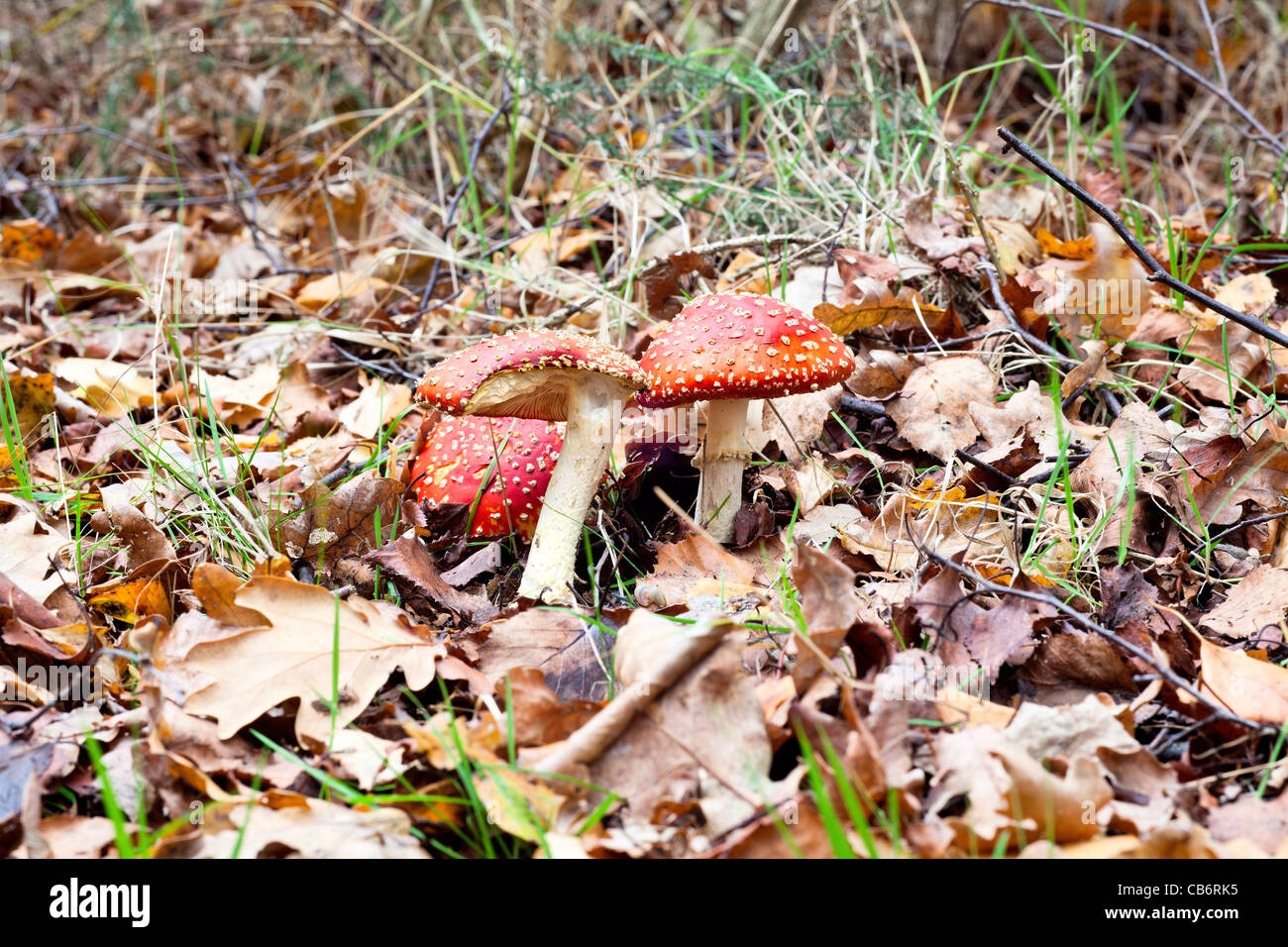 Red and white spotted Fly Agaric (Amanita Muscaria) poisonous ...