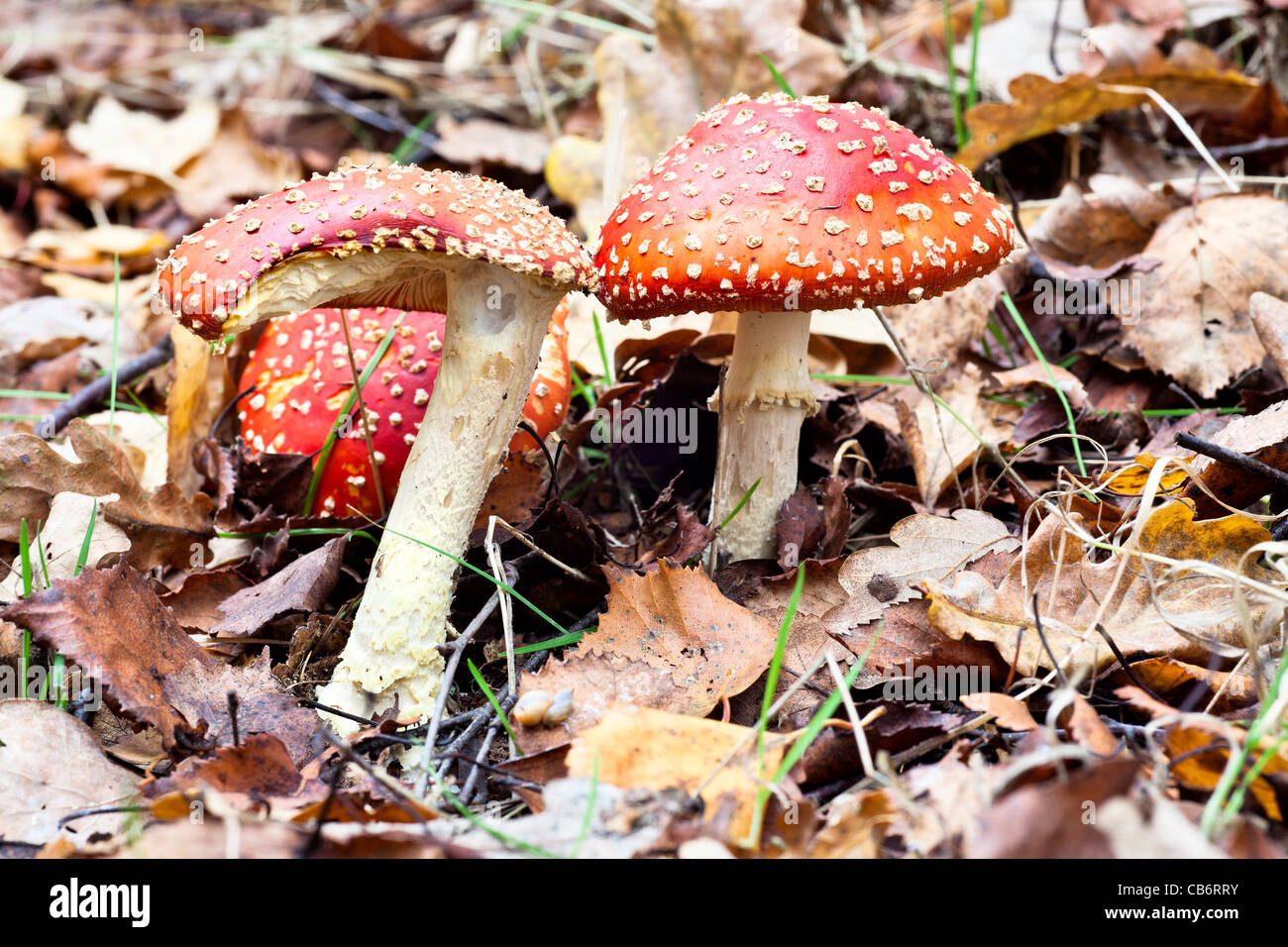 Red and white spotted Fly Agaric (Amanita Muscaria) poisonous ...