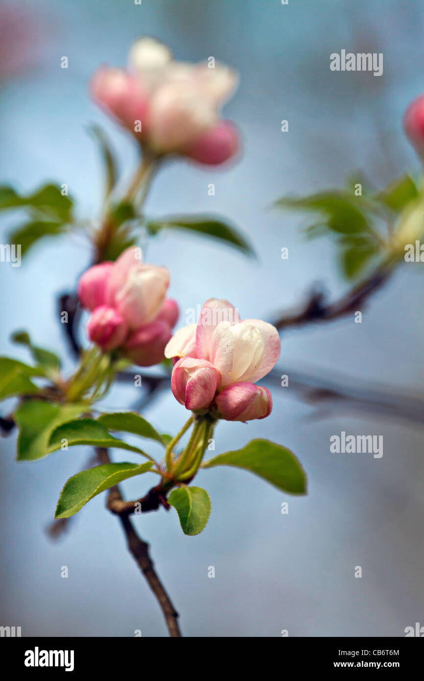 spring cherry blossom growth bloom flowers pink blue sky Stock Photo