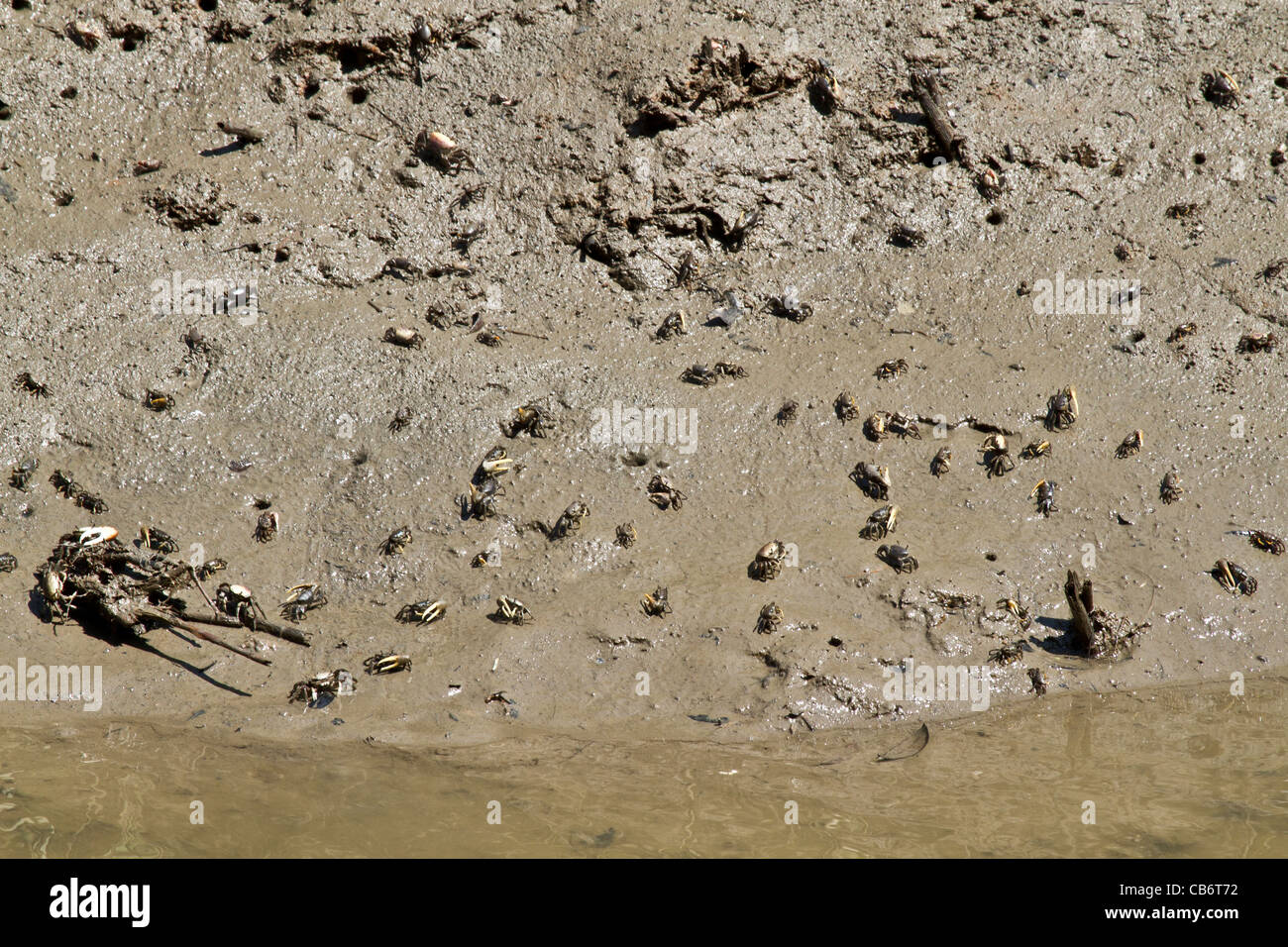 Fiddler Crabs Stock Photo