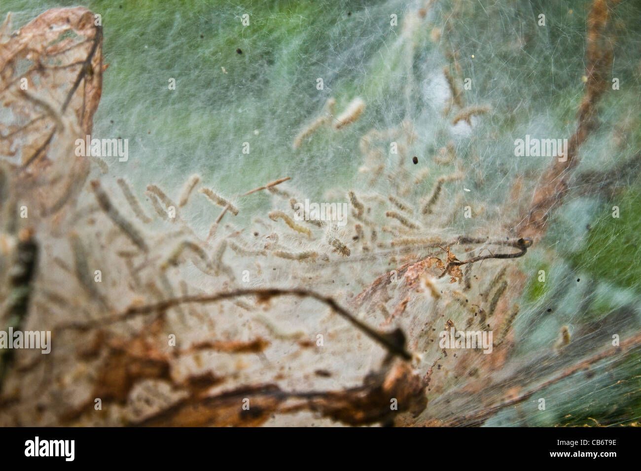 Caterpillar Nest Stock Photo Alamy