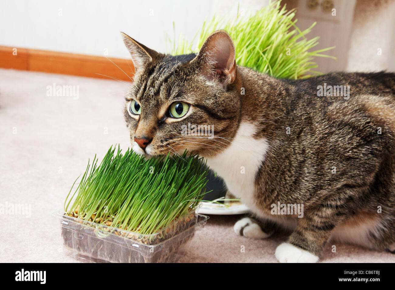 Brown tabby cat with pet grass Stock Photo Alamy