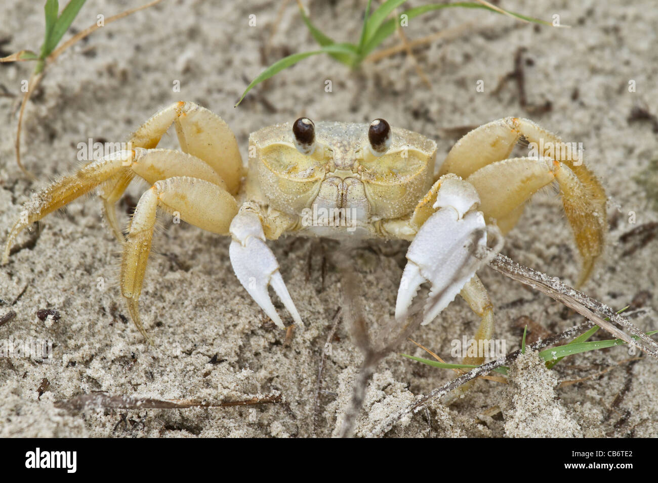 Mole crab hi-res stock photography and images - Alamy