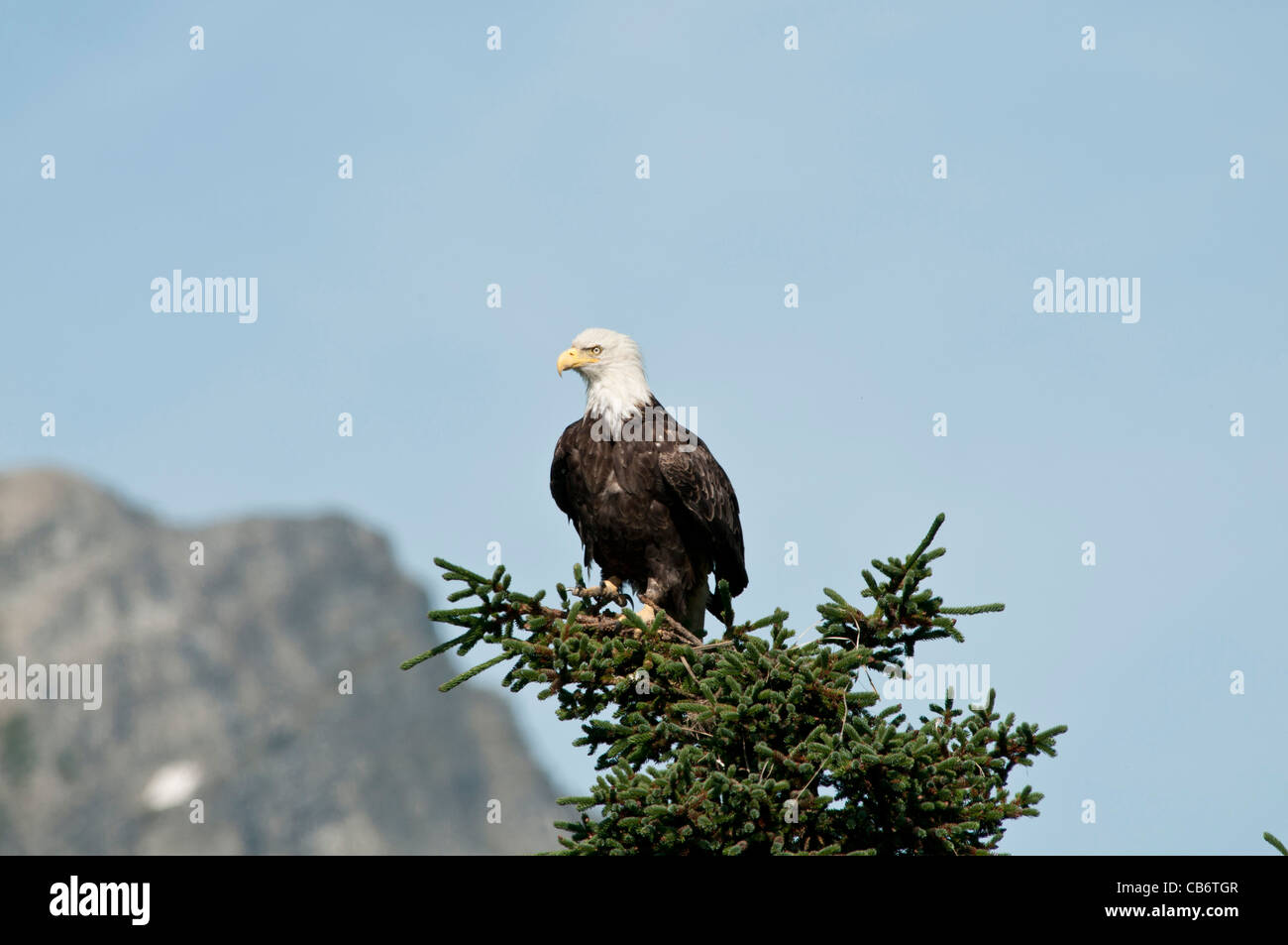 Stock photo of a bald eagle perched on top of a conifer tree. Stock Photo