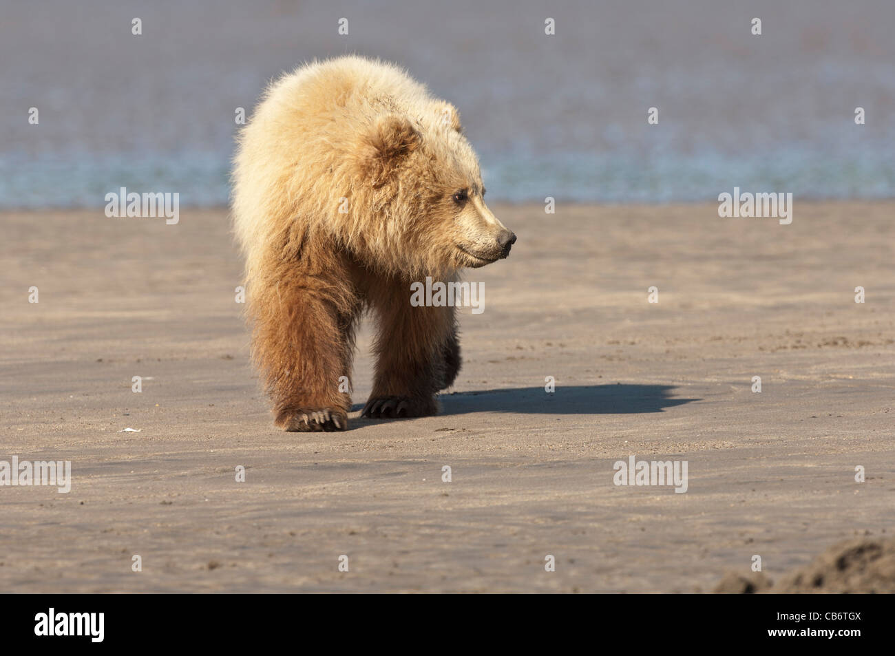 Stock photo of a blonde phase Alaskan brown bear cub walking across the ...