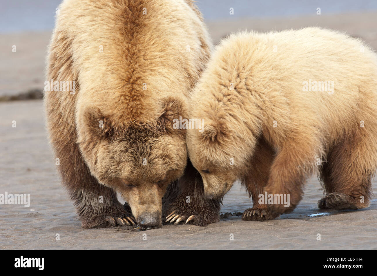 Stock photo of blonde phase Alaskan brown bear cub clamming with his ...