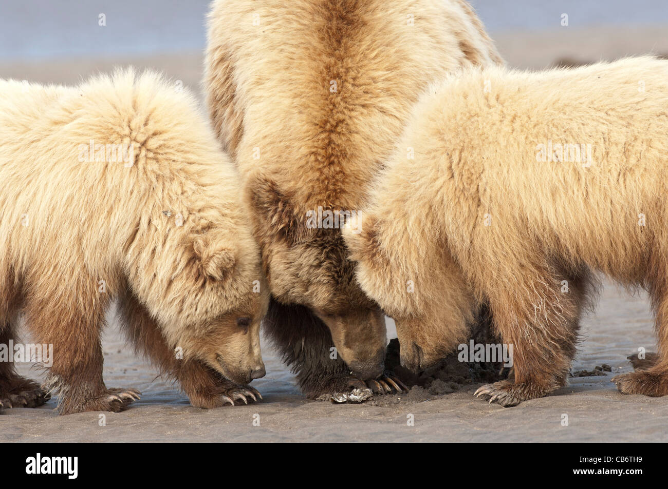 Bear mother and cubs clamming hi-res stock photography and images - Alamy
