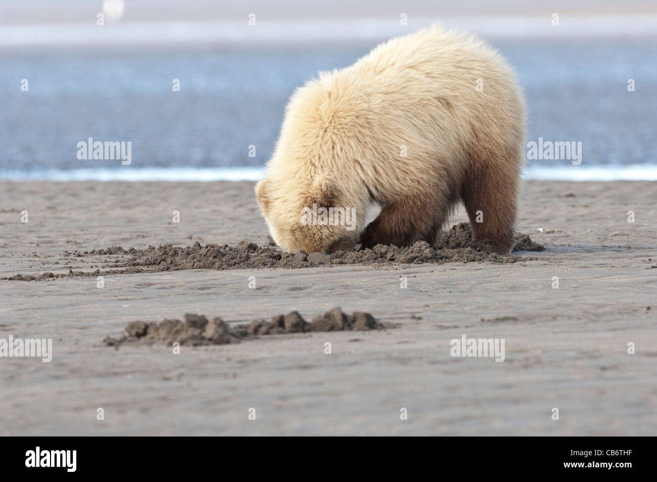 Stock photo of a blonde phase Alaskan brown bear cub clamming at low ...