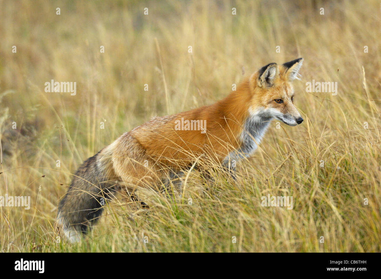 Red Fox Hunting Stock Photo