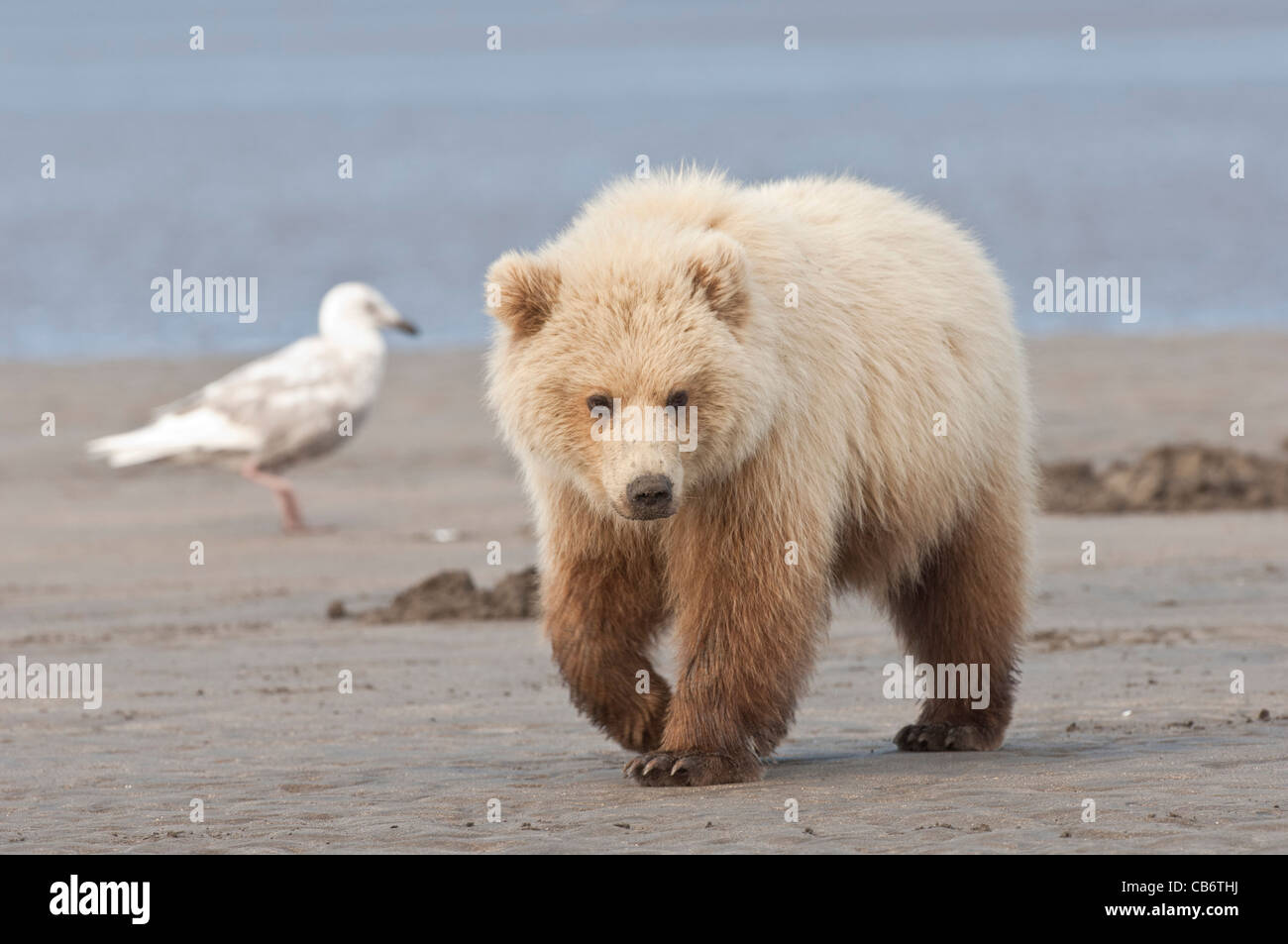 Stock photo of a blonde phase Alaskan brown bear cub walking across the ...