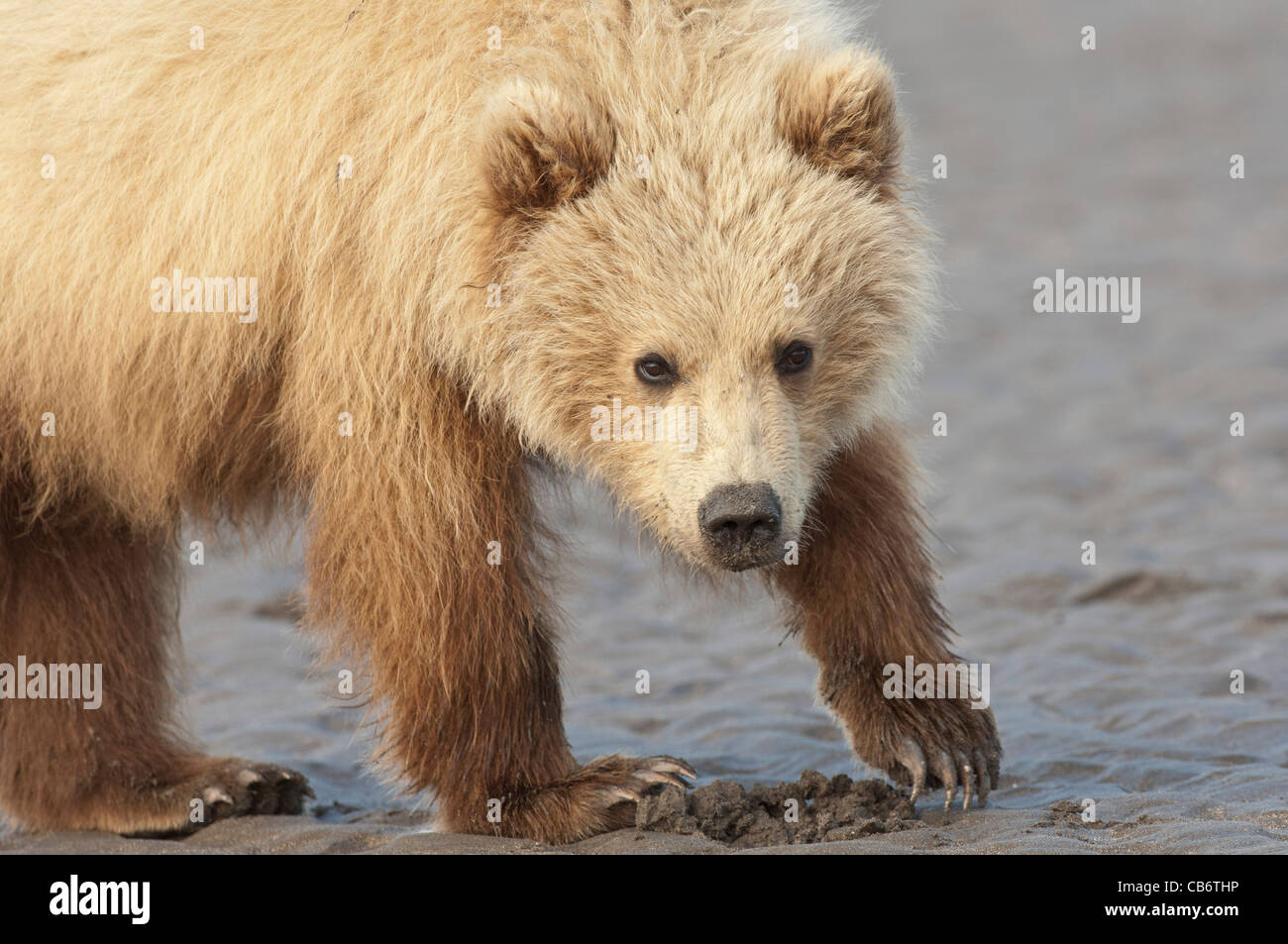 Stock photo of a blonde phase Alaskan brown bear cub walking across the ...