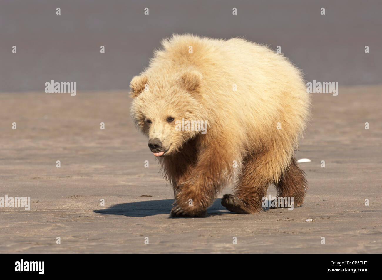 Stock photo of a blonde phase Alaskan brown bear cub walking across the ...