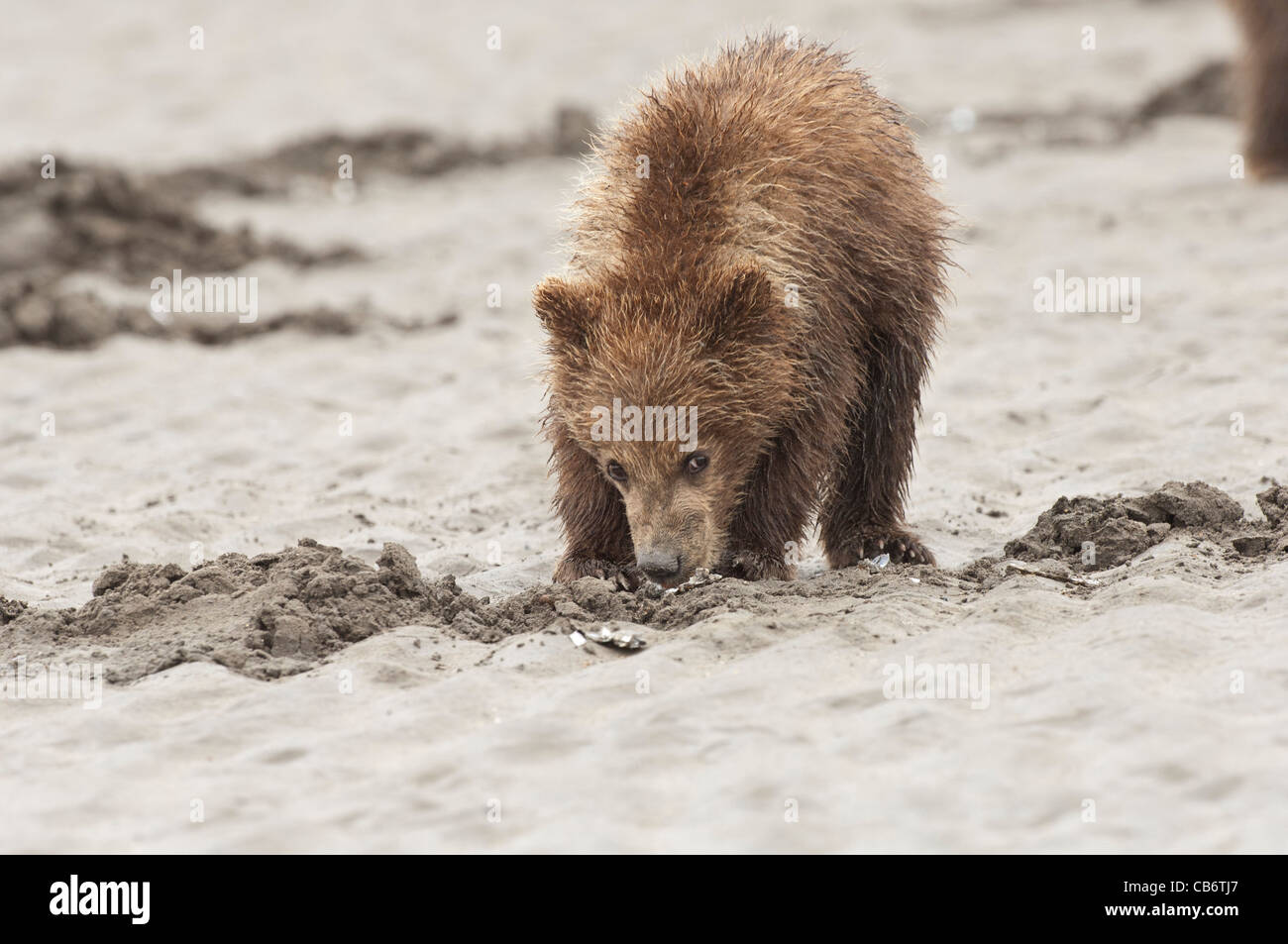 Stock photo of an Alaskan brown bear cub clamming at low tide Stock ...