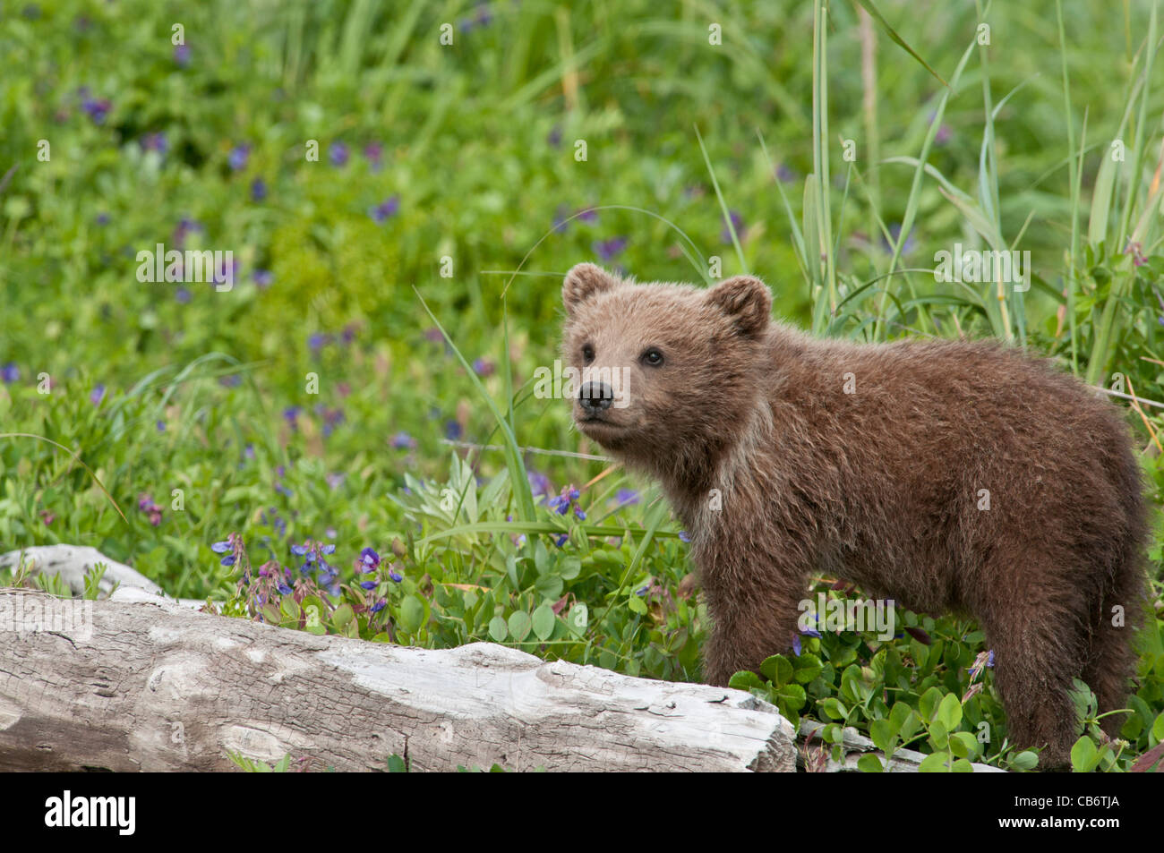 Stock photo of an Alaskan coastal brown bear cub standing in a meadow with purple flowers. Stock Photo
