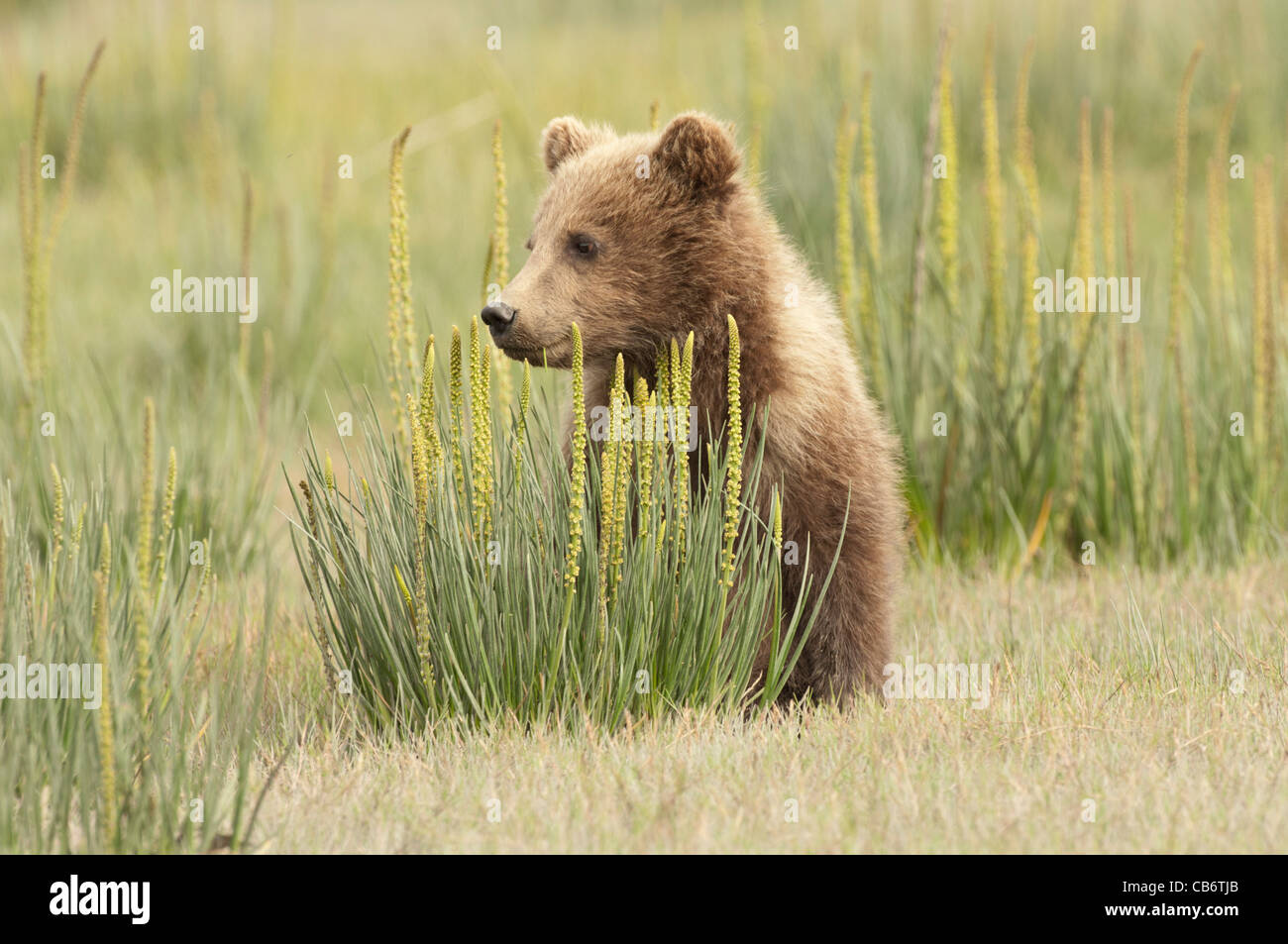 Stock photo of an Alaskan brown bear cub sitting in a sedge meadow ...
