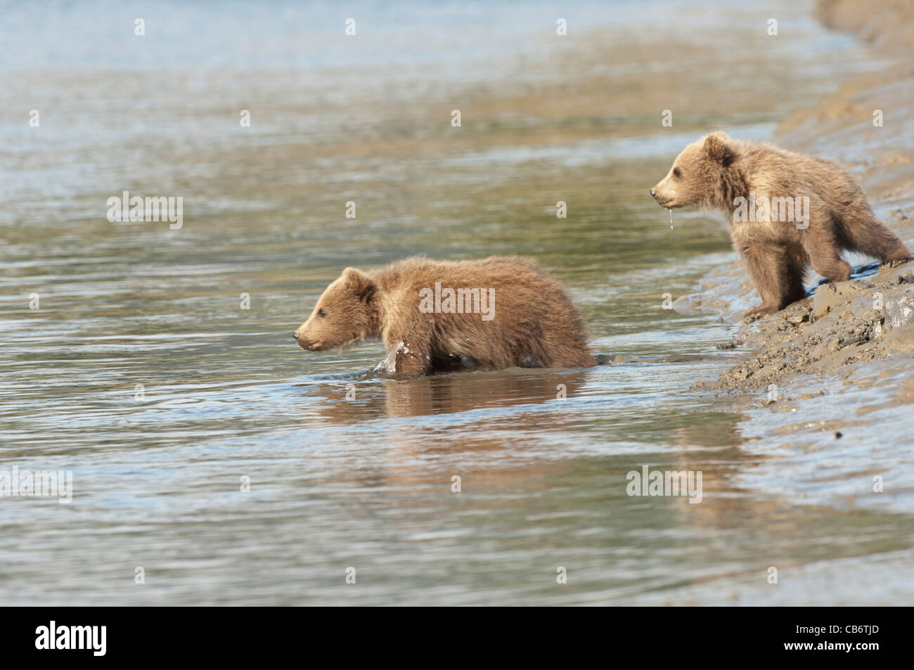 Stock photo of two Alaskan brown bear cubs thinking about crossing a ...