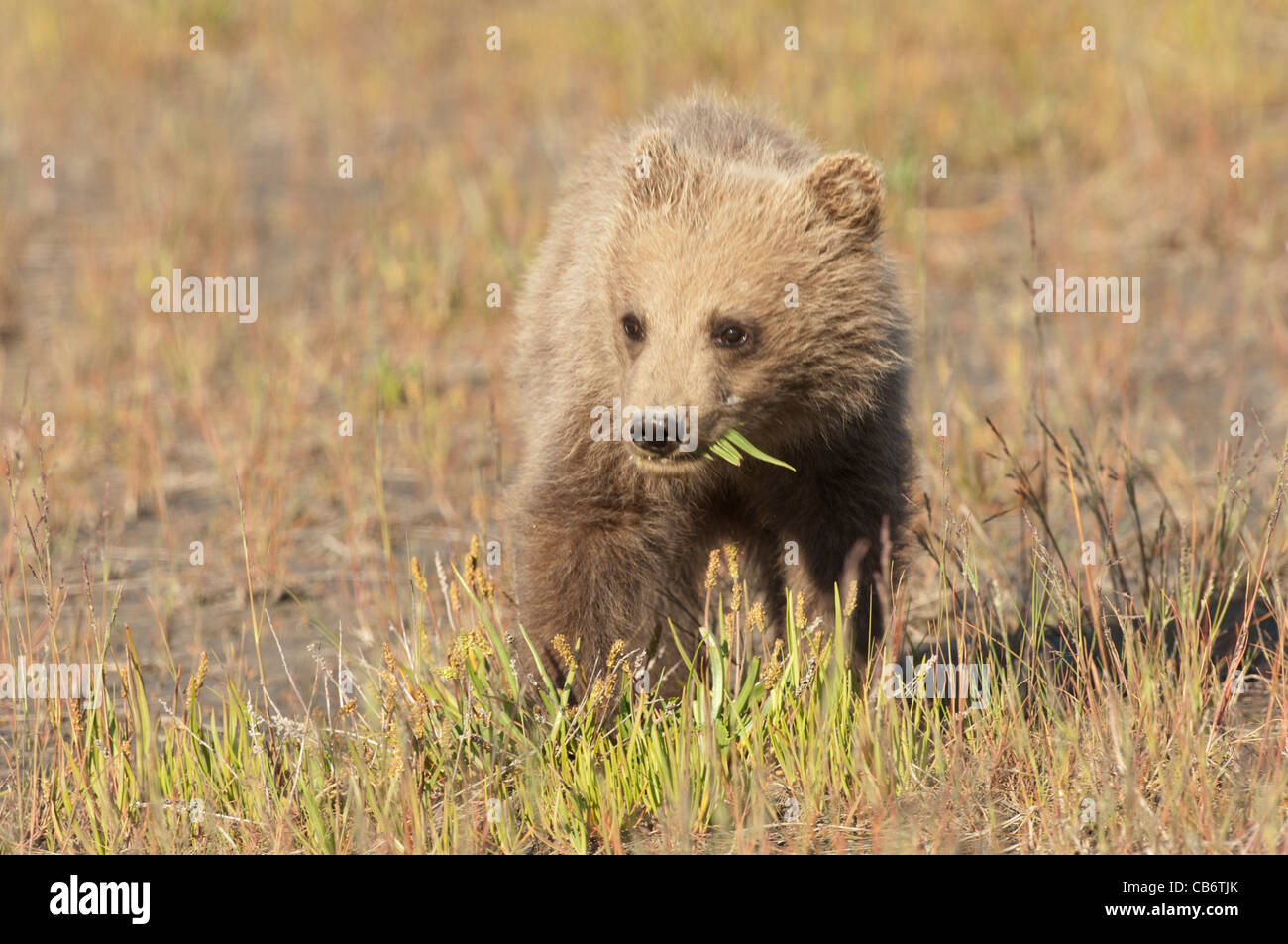 Stock photo of an Alaskan brown bear cub standing in a meadow Stock ...