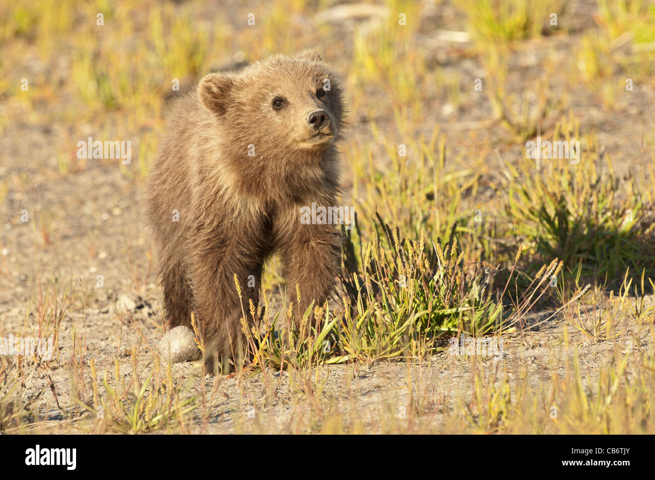 Stock photo of an Alaskan brown bear cub standing in a meadow Stock ...
