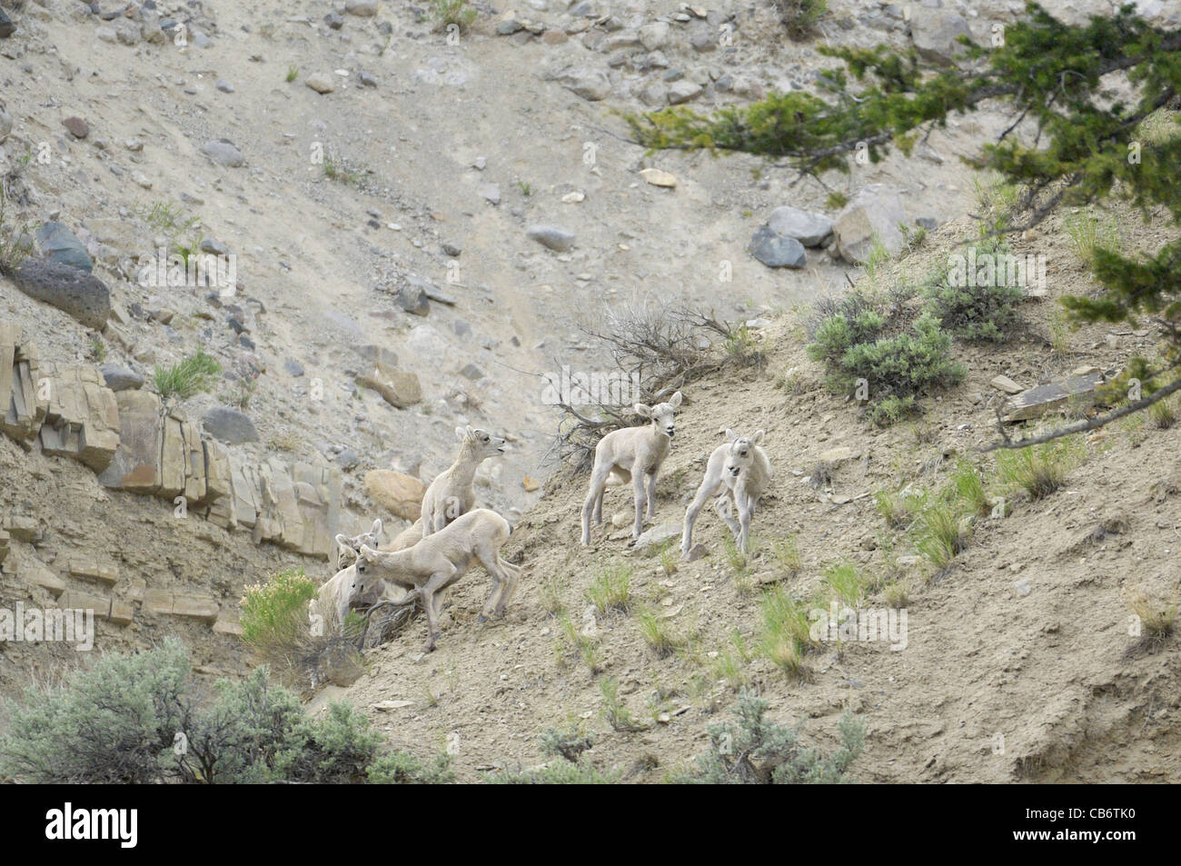 Bighorn Sheep lambs at play in the Rocky Mountains Stock Photo - Alamy