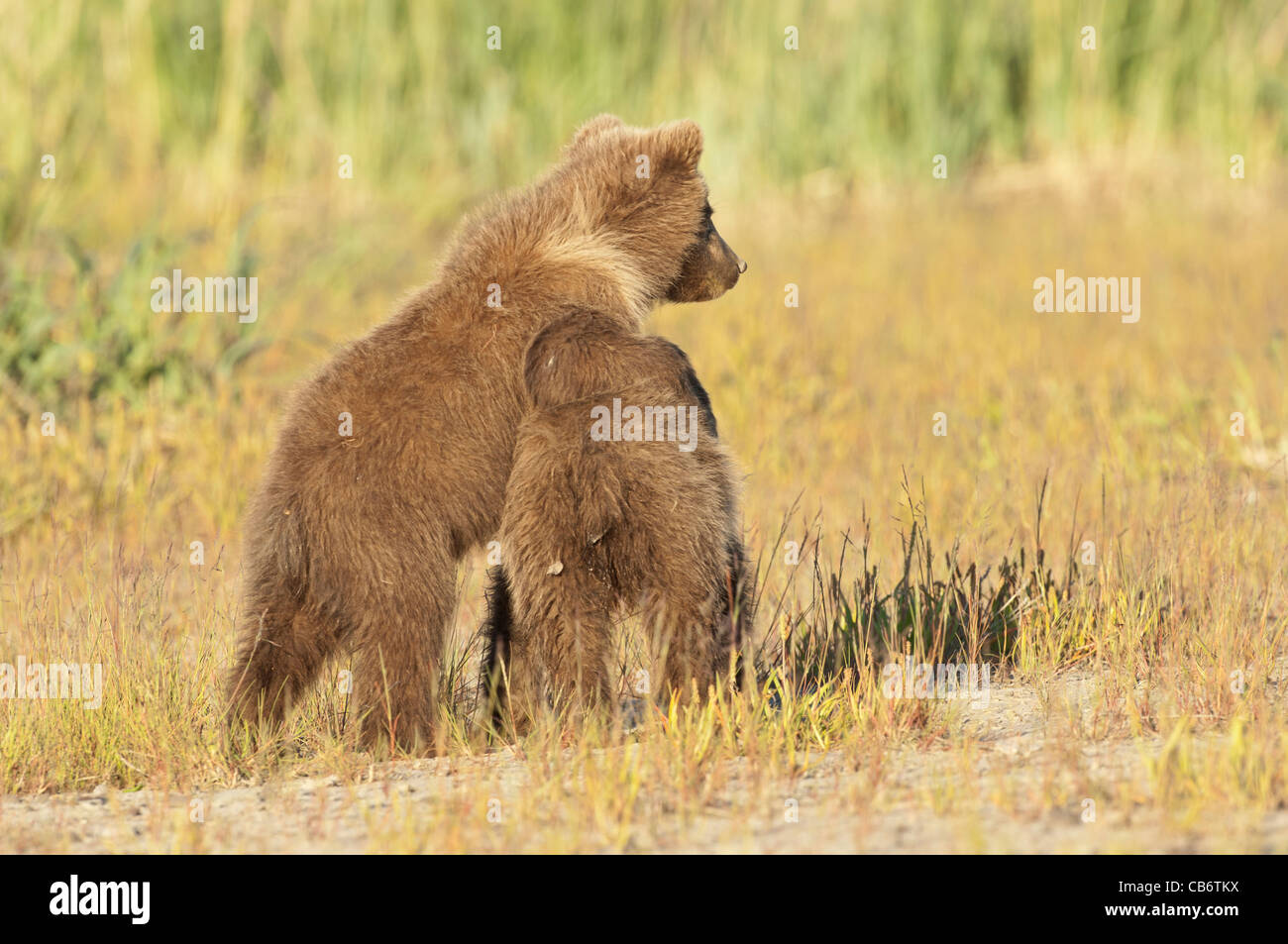 Stock photo of two alaskan brown bear cubs playing Stock Photo - Alamy