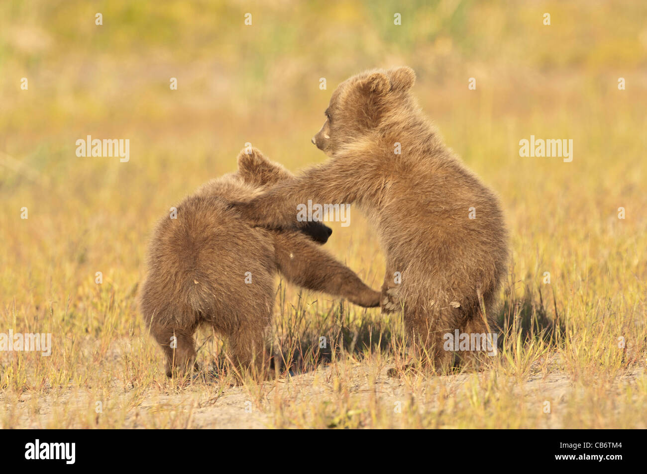 Stock photo of two alaskan brown bear cubs playing Stock Photo - Alamy