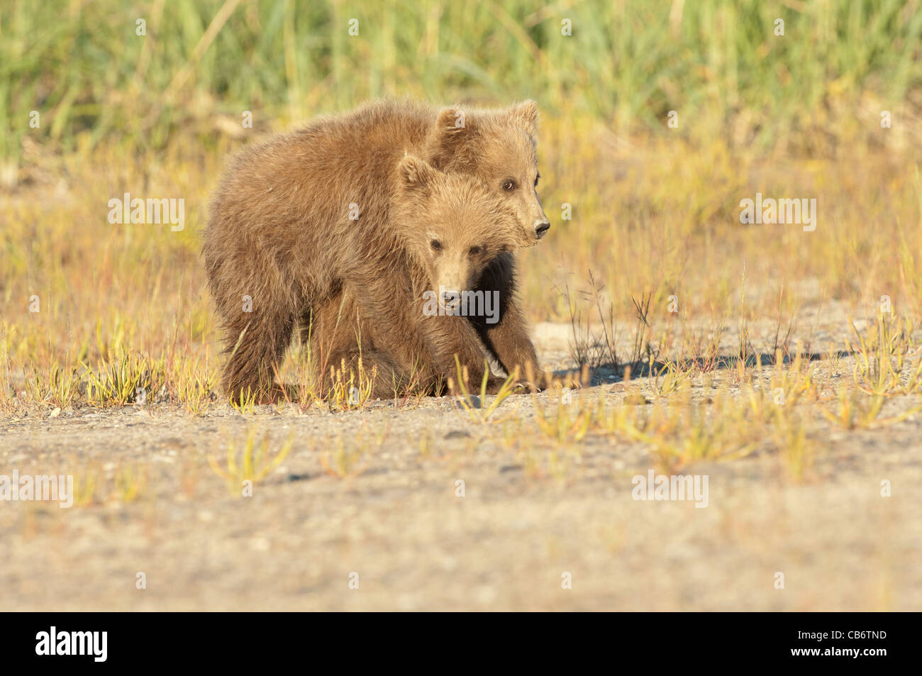 Stock photo of two alaskan brown bear cubs playing Stock Photo - Alamy