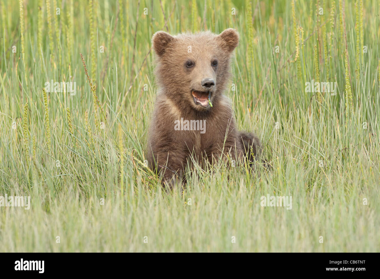 Stock photo of an Alaskan brown bear cub sitting in a sedge meadow ...