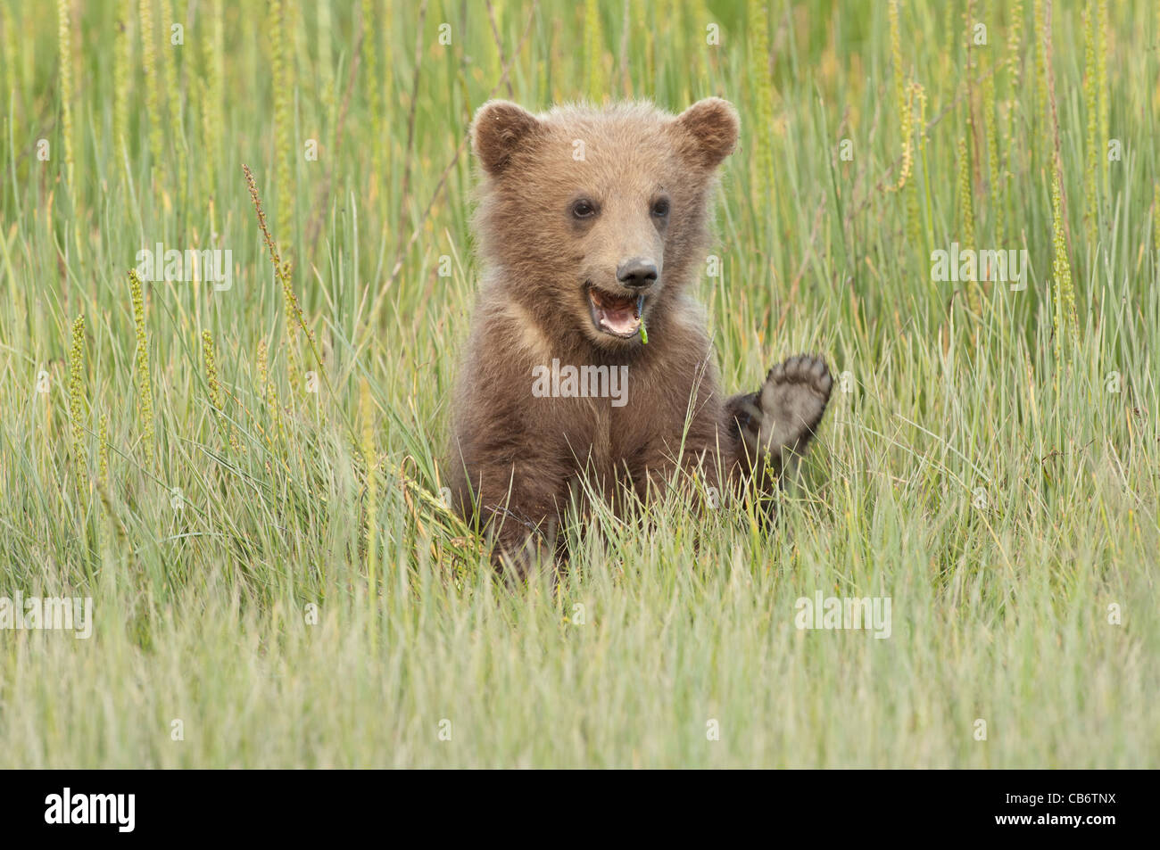 Stock photo of an Alaskan brown bear cub sitting in a sedge meadow ...