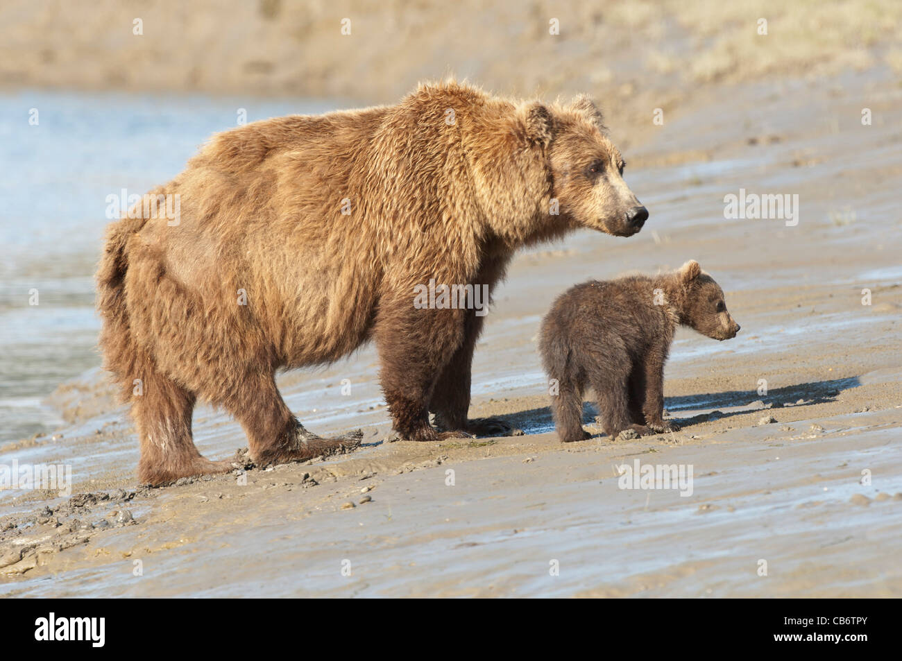 Stock photo of an Alaskan coastal brown bear sow and cub standing on ...