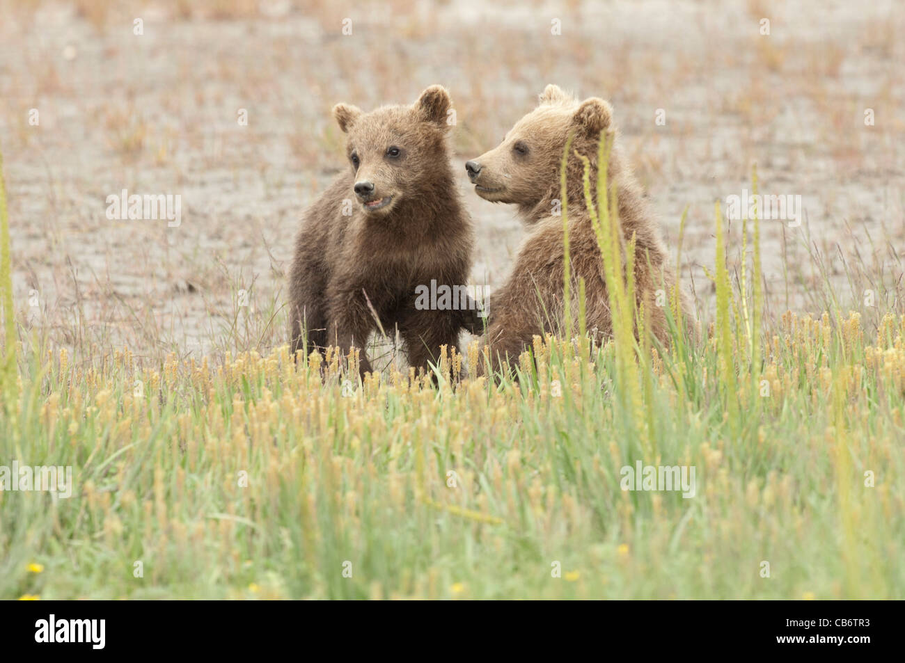 Stock photo of two Alaskan brown bear cubs sitting with eachother Stock ...